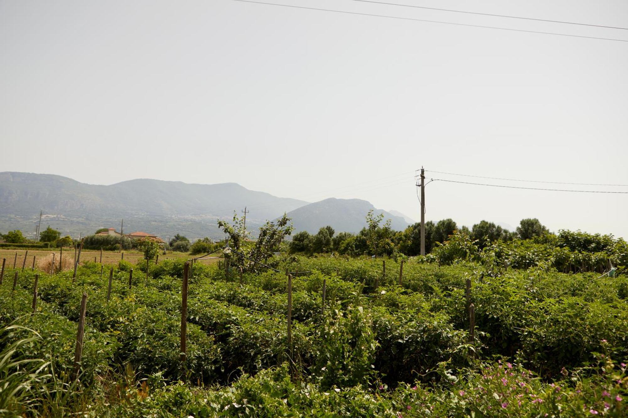 Il Vecchio Frantoio Villa Stella Cilento Bagian luar foto